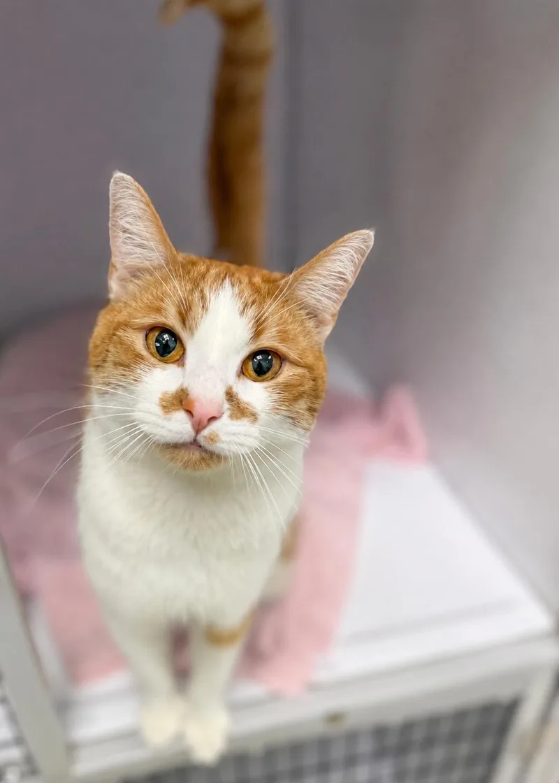 An adult medium-sized male Orange & White Domestic Short Hair cat named Rocket for adoption in Fairfax Station, VA