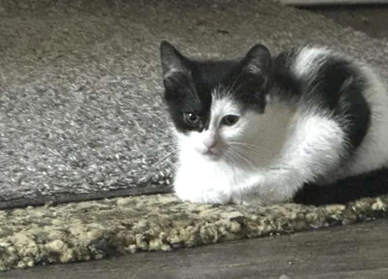 Peanut