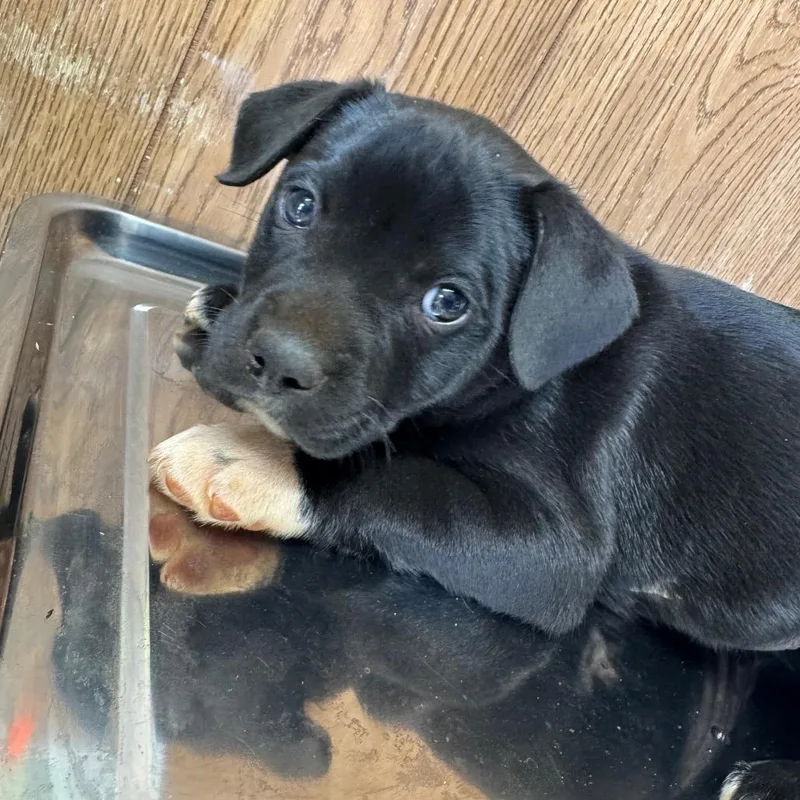 A baby small-sized male Black Mixed Breed dog named Marshal Mathers for adoption in Columbiana, AL