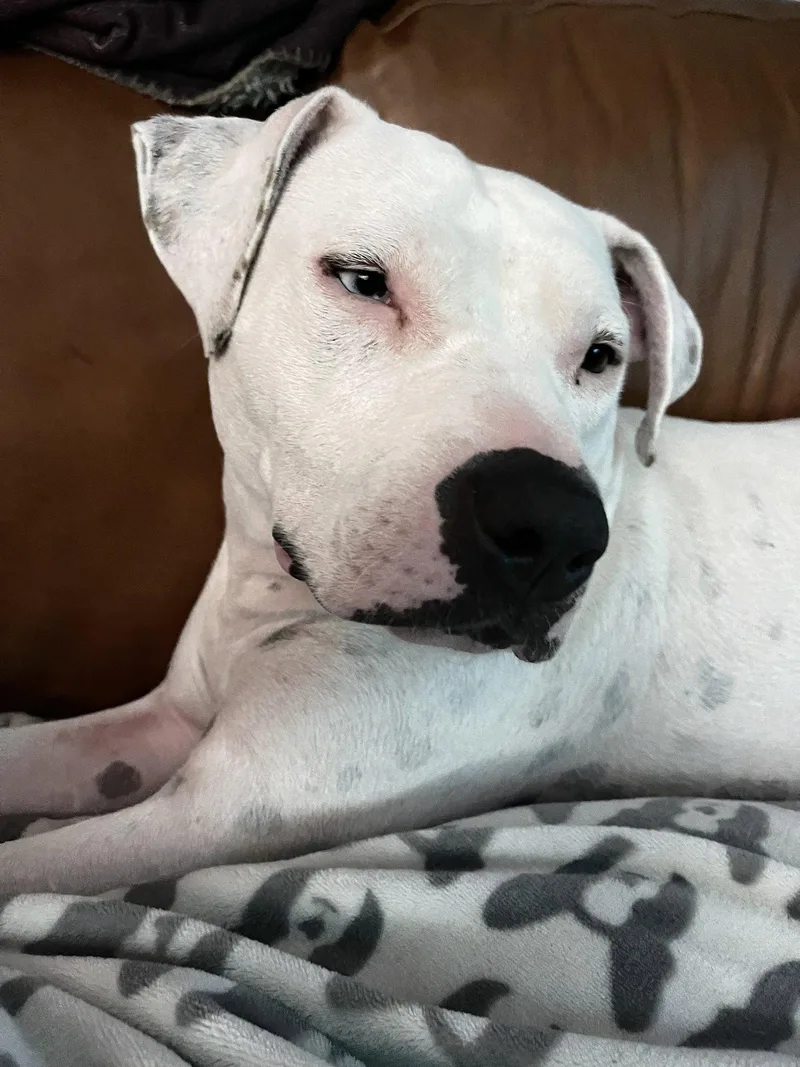 An adult medium-sized female Pit Bull Terrier dog named Vespa for adoption in Hillsboro, NH