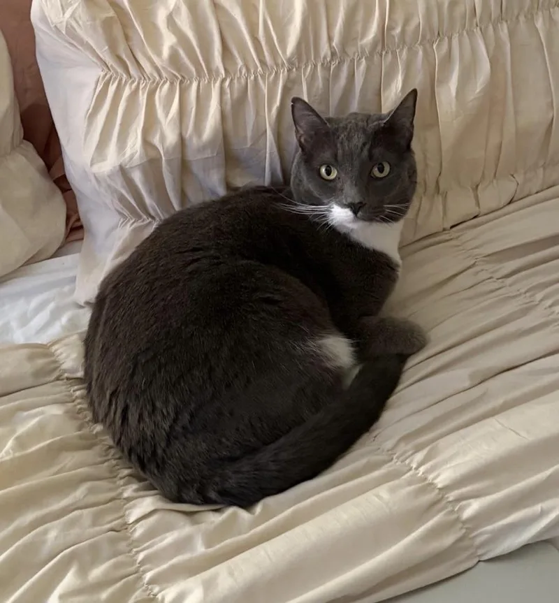 An adult medium-sized female Gray & White Tuxedo cat named Hala for adoption in Churchville, PA