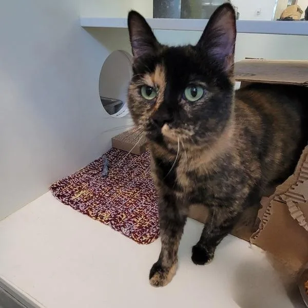 An adult small-sized female Domestic Short Hair cat named Nala Marie for adoption in Des Moines, IA