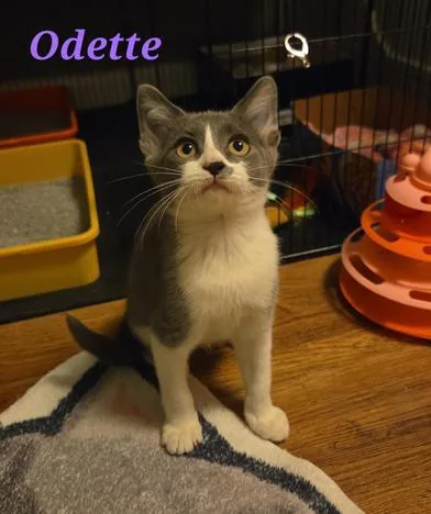 A baby medium-sized female Cream Point Domestic Short Hair cat named Odette & Sarabi for adoption in Liverpool, TX
