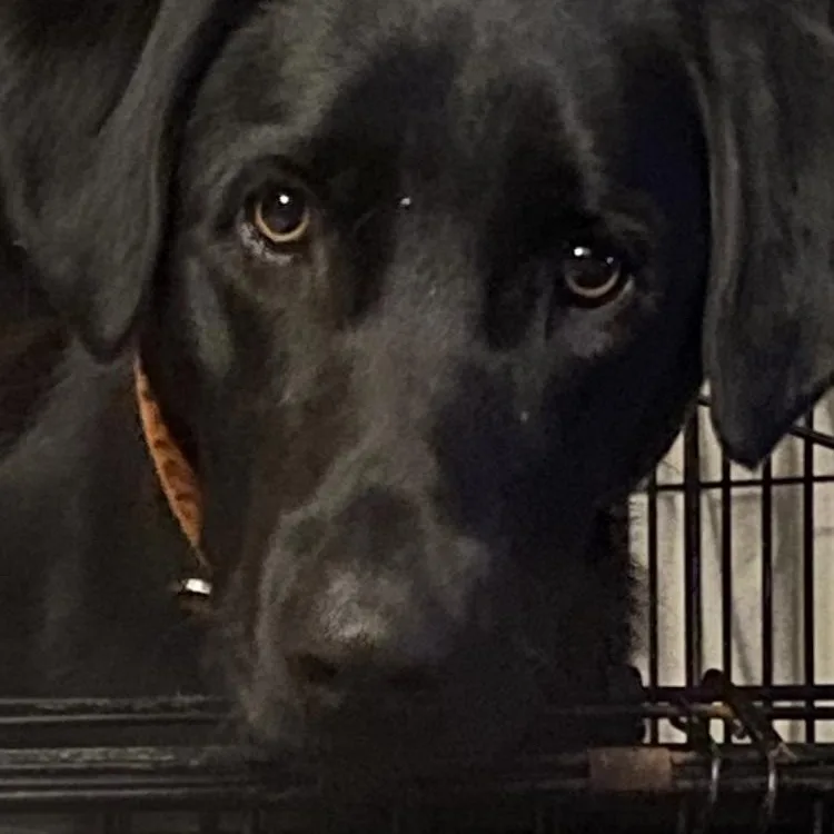 A young large-sized male Black Labrador Retriever dog named River Roo for adoption in Andover, MA