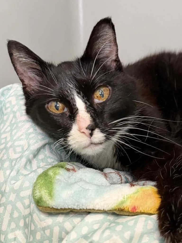 A senior medium-sized female Domestic Short Hair cat named Agatha for adoption in Menomonie, WI