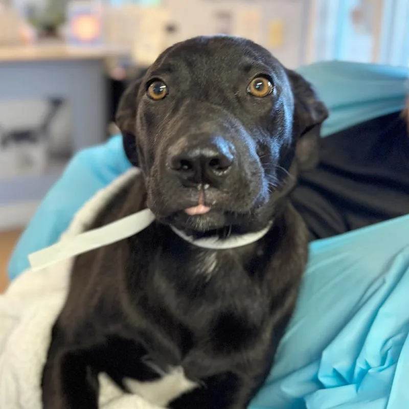 A baby large-sized male Black Mixed Breed dog named Bobby for adoption in Hendersonville, NC