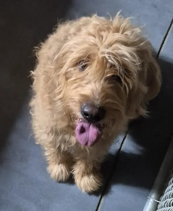 An adult medium-sized female Labradoodle dog named c Maple for adoption in Dallas, GA