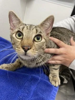 An adult small-sized male Domestic Short Hair cat named Toyota for adoption in West Chester, PA