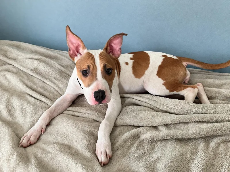 A baby medium-sized female White / Cream Pit Bull Terrier dog named Princess for adoption in Toledo, OH