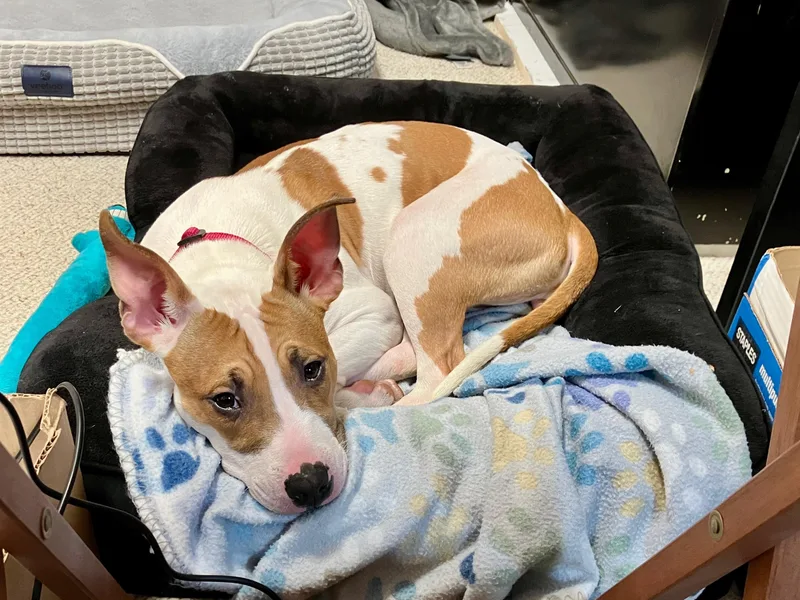 Princess thumbnail 5