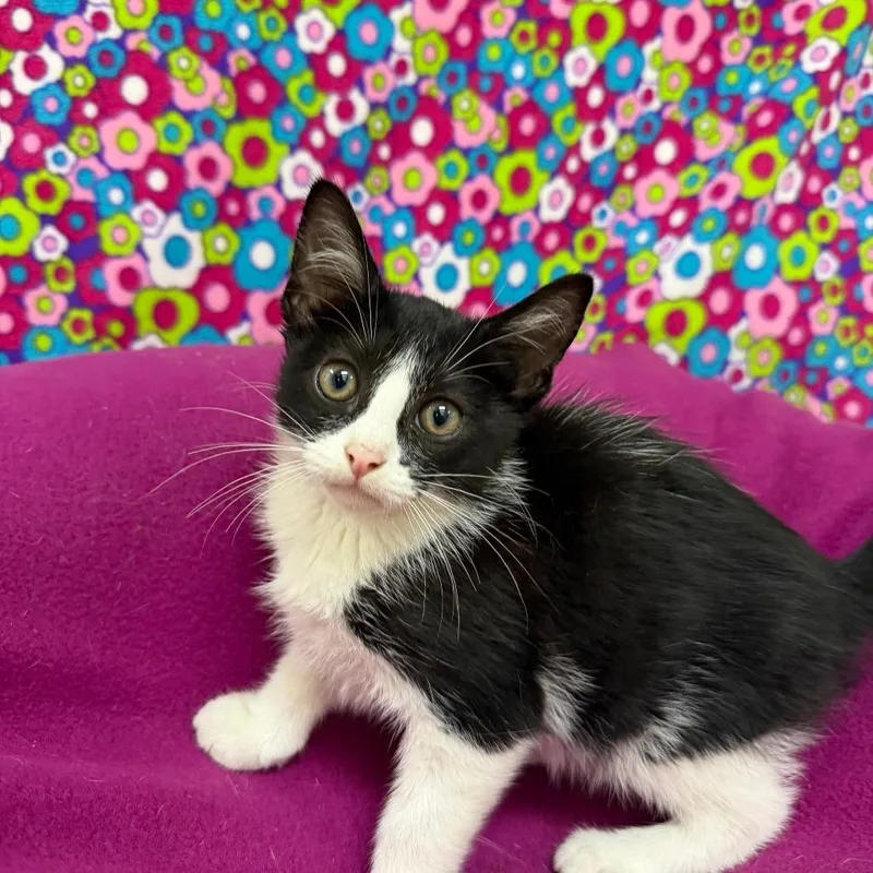 A baby small-sized female Black Domestic Short Hair cat named Meow for adoption in Deerfield, IL