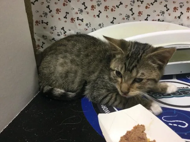 A baby small-sized male Domestic Short Hair cat named Lobo for adoption in Riverside, CA