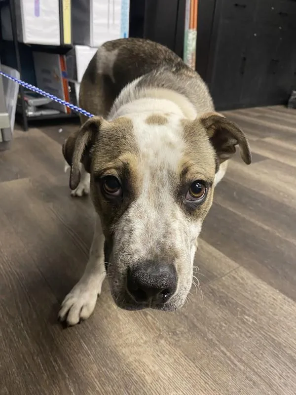 A young large-sized male Pit Bull Terrier dog named Hank for adoption in Victorville, CA