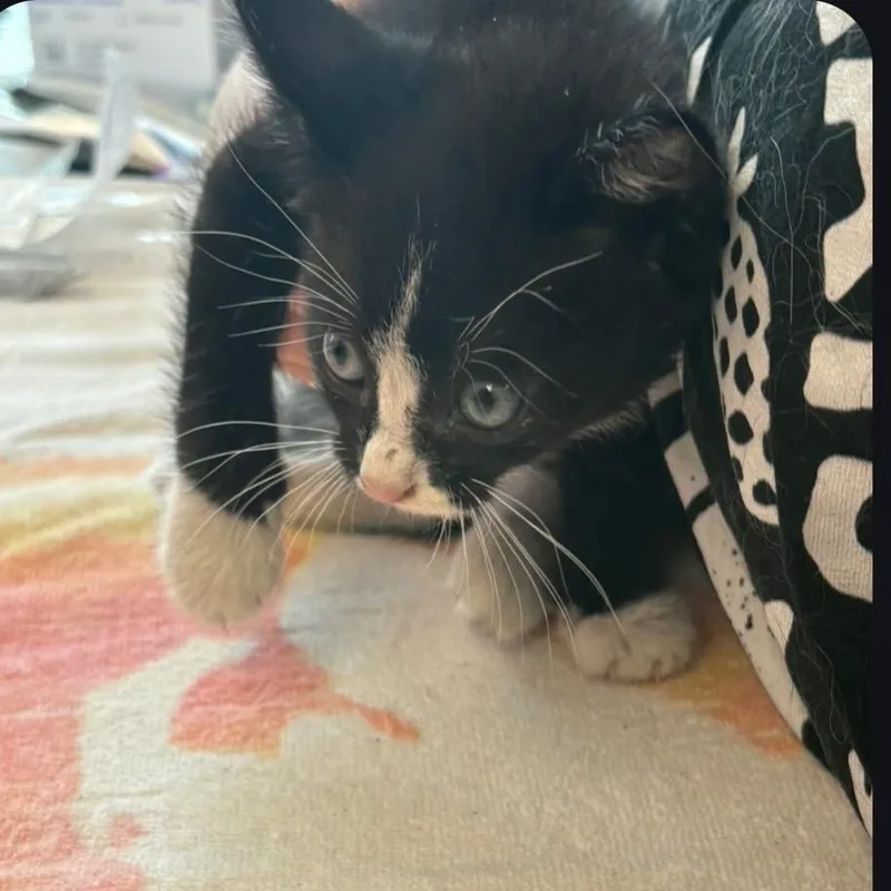 Zohran Meowdani