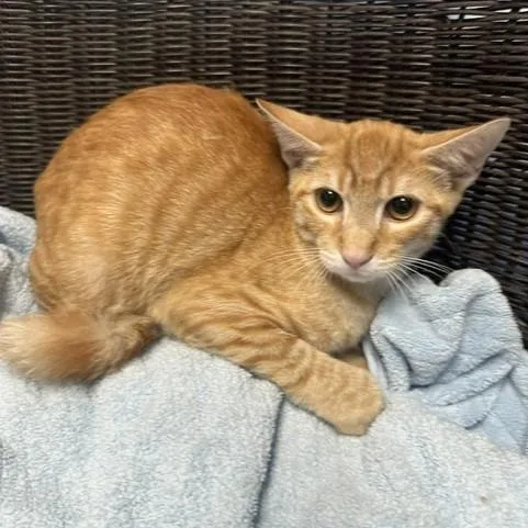 A baby medium-sized male Orange / Red Domestic Short Hair cat named Macaroni for adoption in Henderson, NV