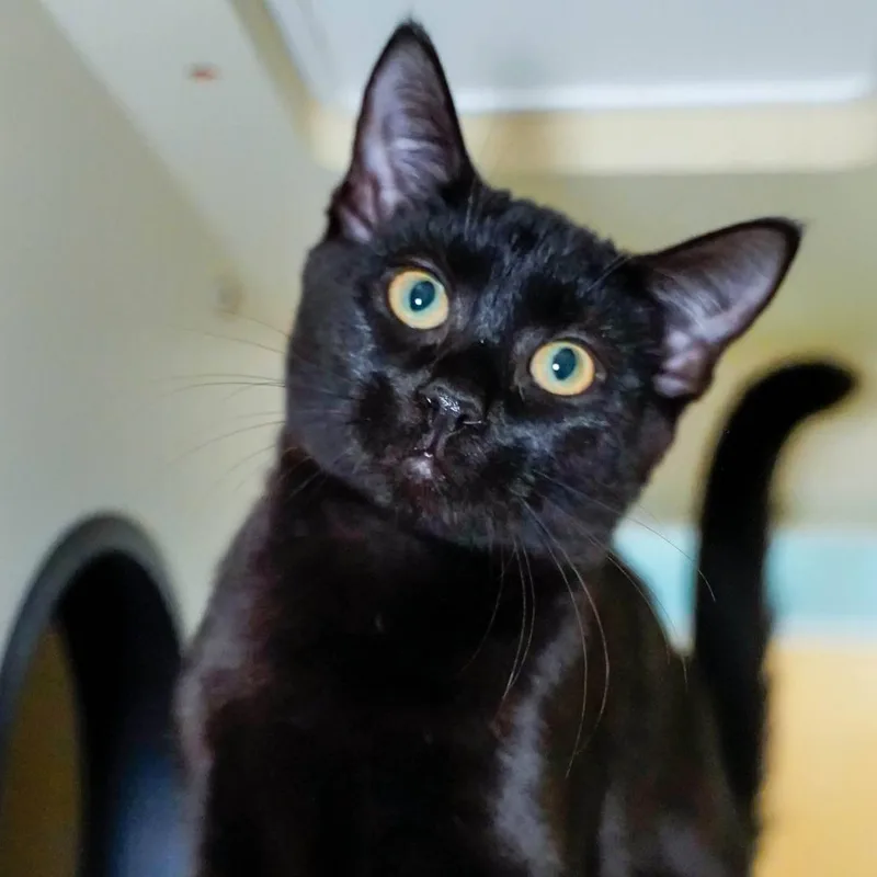 A baby small-sized male Black Domestic Short Hair cat named Lincoln for adoption in Thomaston, ME