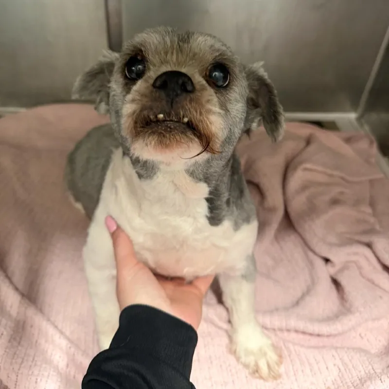 A senior small-sized male Gray / Blue / Silver Mixed Breed dog named Pierogi for adoption in Hinsdale, IL