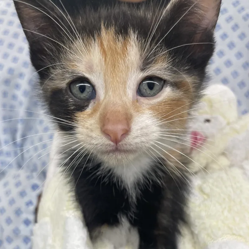 A baby small-sized female Calico Domestic Short Hair cat named Rowena for adoption in West Palm Beach, FL