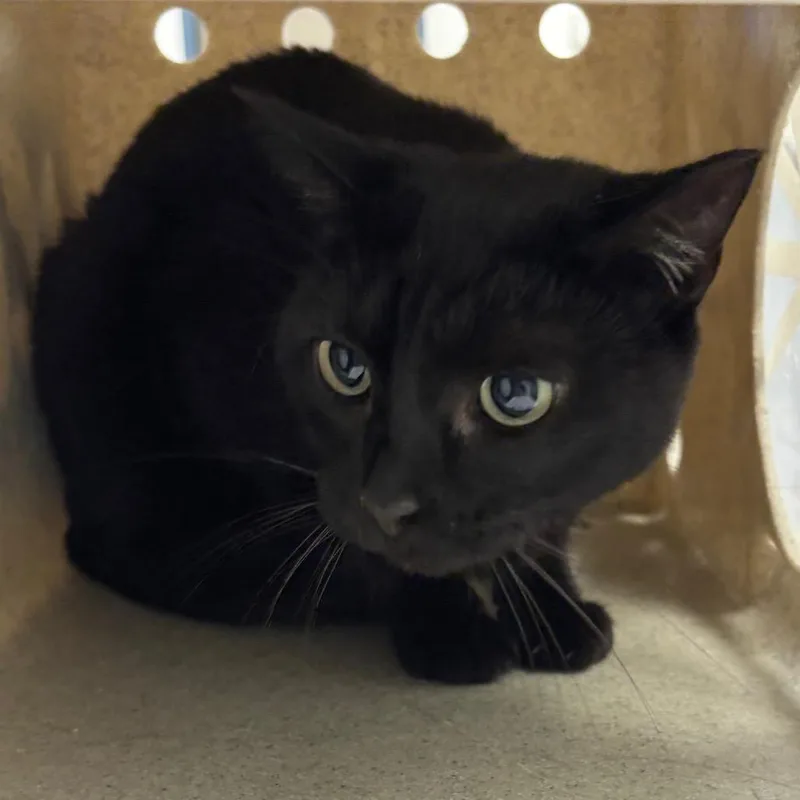 An adult medium-sized female Black Domestic Short Hair cat named Blackbean for adoption in Philadelphia, PA