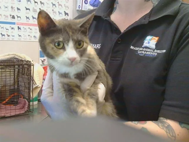 An adult medium-sized female Domestic Short Hair cat named Amity for adoption in Sacramento, CA