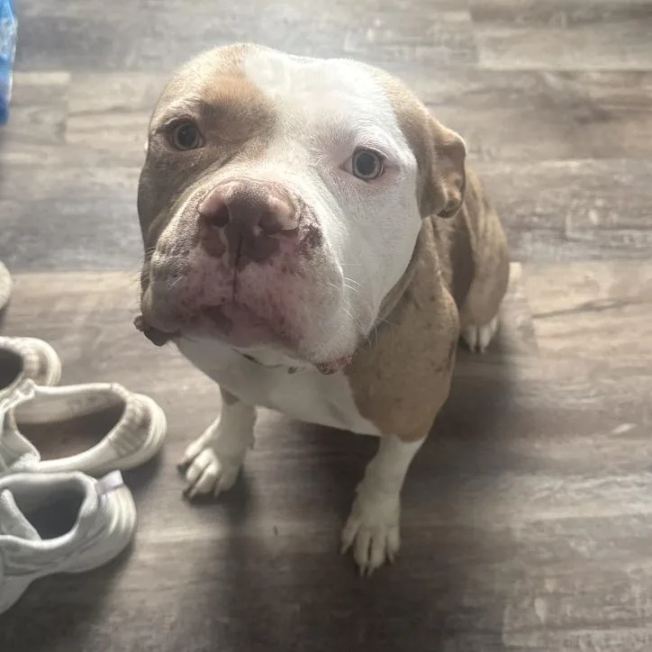 An adult medium-sized male Mixed Breed dog named Drako for adoption in Winston-Salem, NC