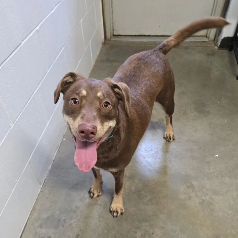 A young large-sized female Brown / Chocolate Mixed Breed dog named Hazel for adoption in Owosso, MI