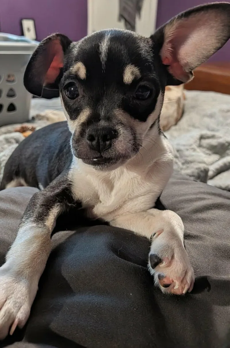 A young small-sized female Chihuahua dog named Pebbles for adoption in Las Vegas, NV