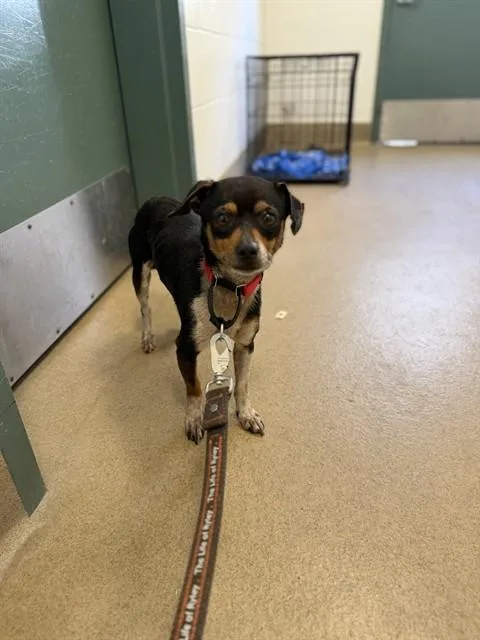 A young medium-sized male Chihuahua dog named Hugo for adoption in Santa Maria, CA