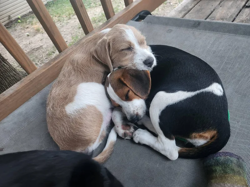 A baby medium-sized female Tricolor (Brown, Black, & White) Beagle dog named Sweetie for adoption in Racine, WI