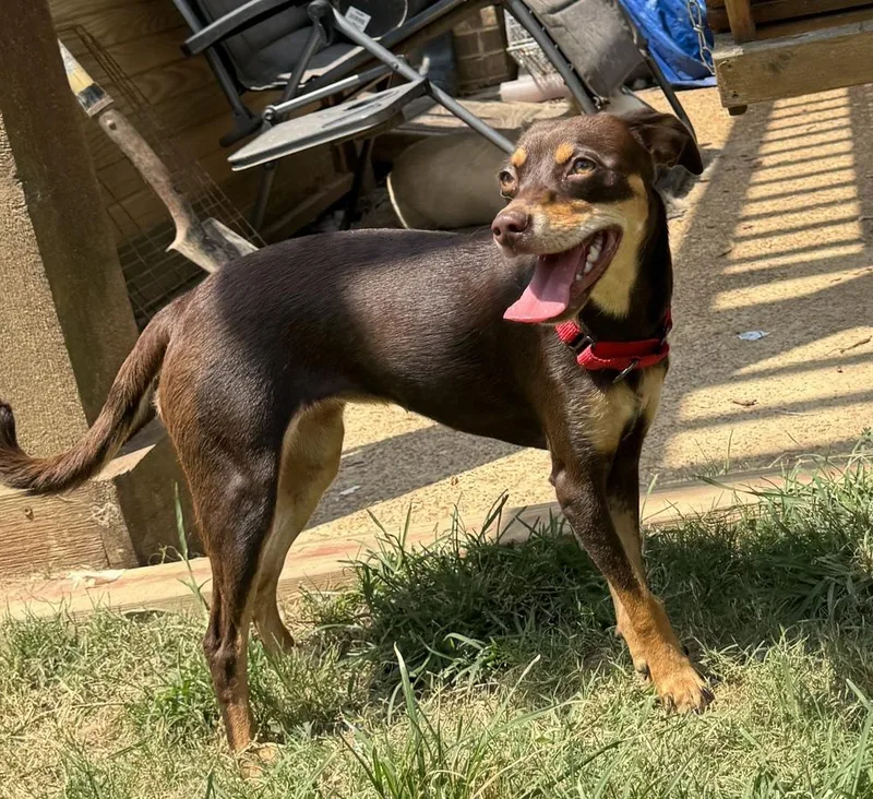 A young small-sized female Miniature Pinscher dog named Penny for adoption in Horn Lake, MS