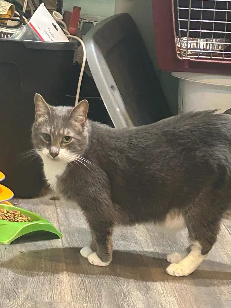 An adult medium-sized male Domestic Short Hair cat named BiBi for adoption in Rome, GA