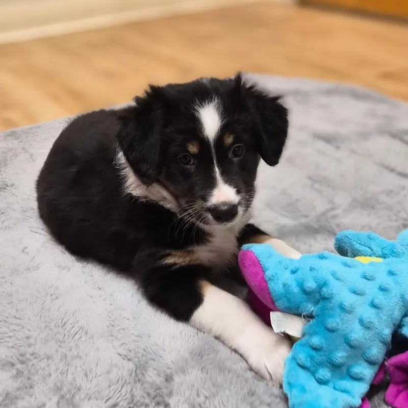 A baby small-sized female Mixed Breed dog named Helena for adoption in Woodstock, IL