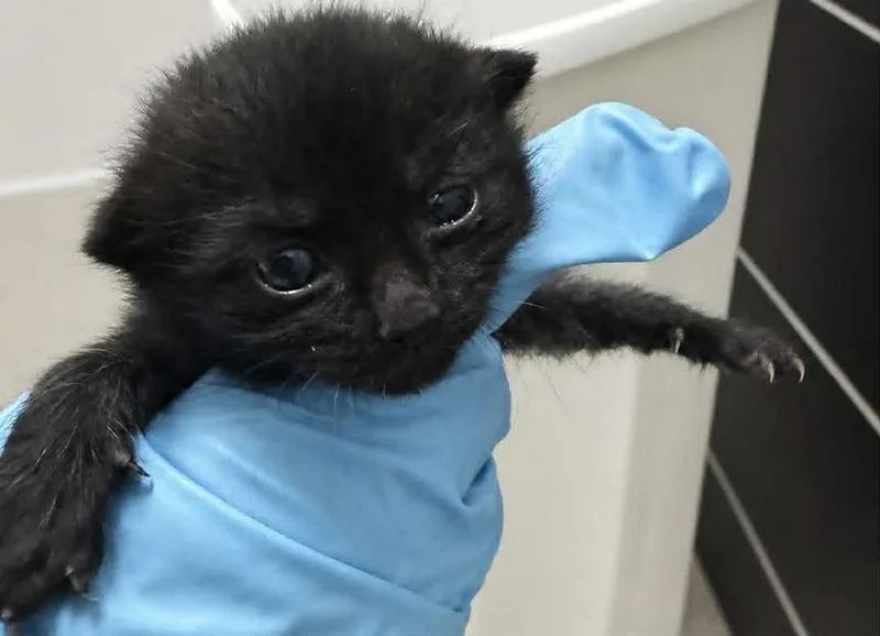 A baby small-sized male Black Domestic Short Hair cat named Haze for adoption in Evansville, IN
