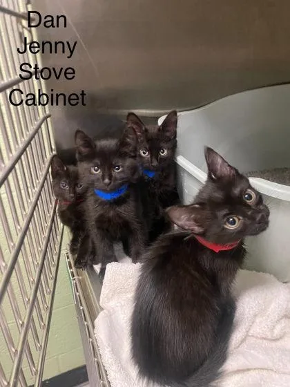 A baby small-sized male Domestic Short Hair cat named Dan for adoption in Hobart, IN