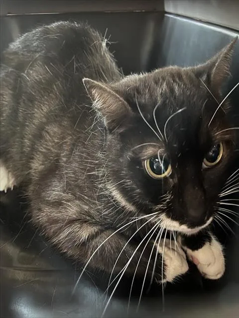 An adult small-sized female Domestic Medium Hair cat named Skitter for adoption in Tavares, FL