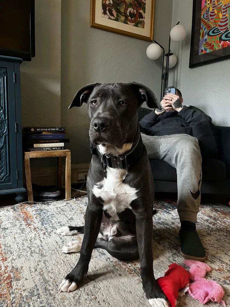 Buddyfenik thumbnail 2