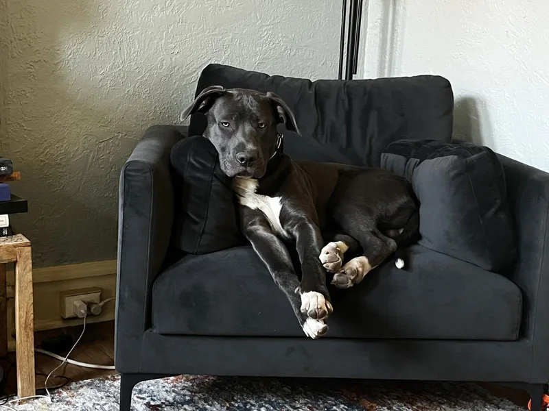 Buddyfenik thumbnail 3