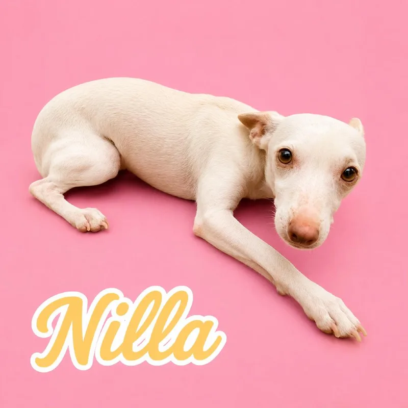 An adult small-sized female White / Cream Chihuahua dog named Nilla for adoption in Scottsdale, AZ