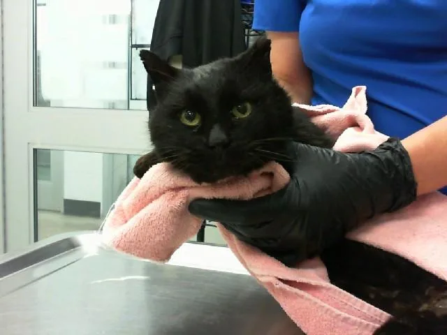 An adult medium-sized male American Shorthair cat named Camino for adoption in Albuquerque, NM