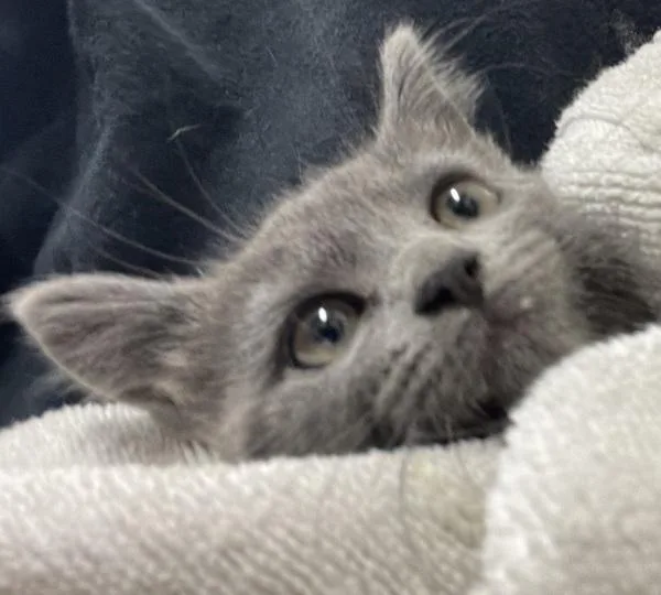 A baby small-sized female Domestic Short Hair cat named Sealy for adoption in El Cajon, CA