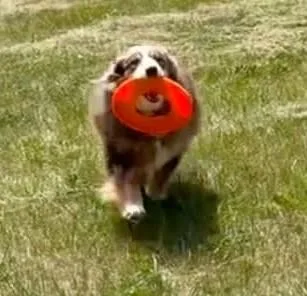 An adult medium-sized male Merle (Red) Australian Shepherd dog named Loki for adoption in Alexandria, VA