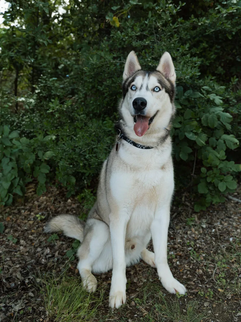 An adult medium-sized male Siberian Husky dog named Moonshine for adoption in Carrollton, TX
