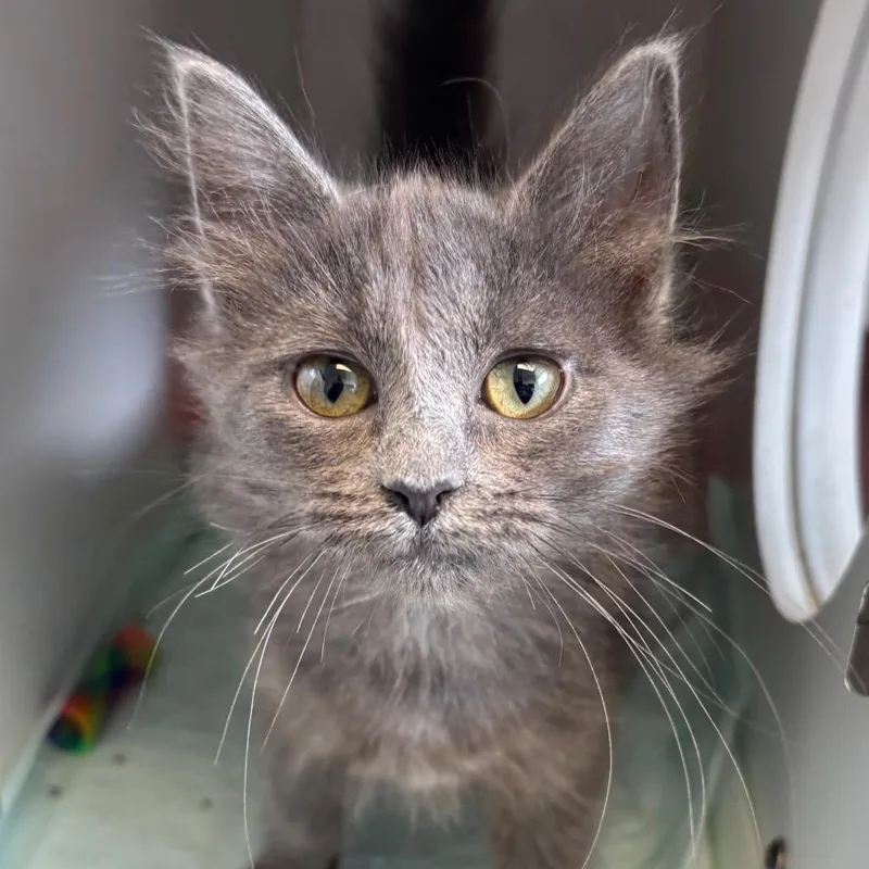 A baby small-sized female Domestic Medium Hair cat named Alani for adoption in Naperville, IL