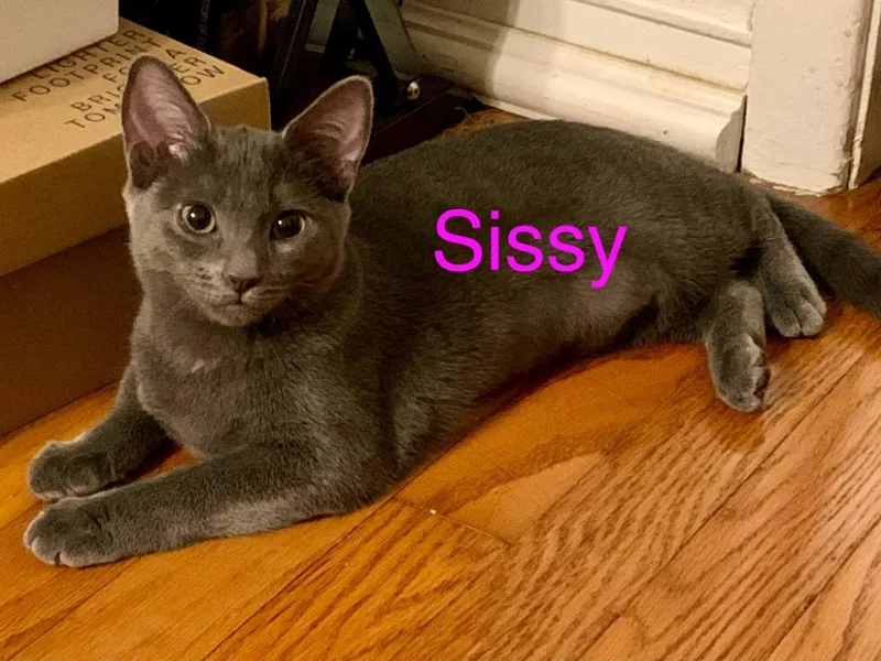 A baby small-sized female Domestic Short Hair cat named Sissy for adoption in Lewisville, TX
