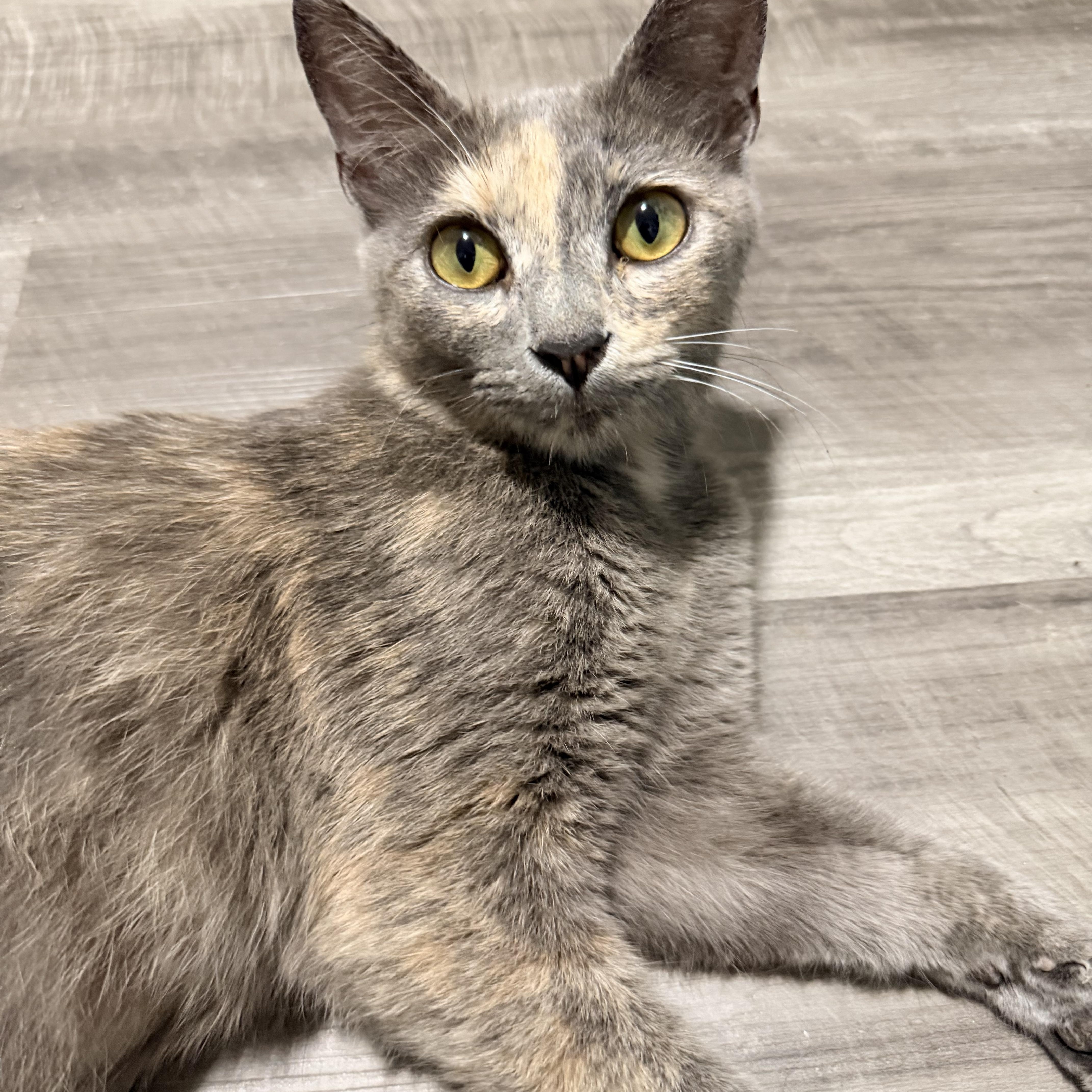 A young medium-sized female Dilute Tortoiseshell cat named Margaret for adoption in Greensboro, NC