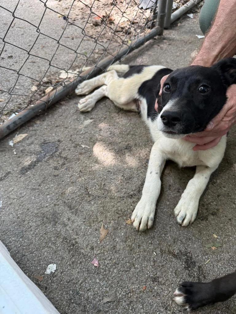 A baby small-sized male Mixed Breed dog named #7 for adoption in Columbia, TN