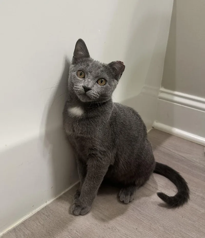 A young small-sized female Gray / Blue / Silver Domestic Short Hair cat named Amber for adoption in Burlington, NC