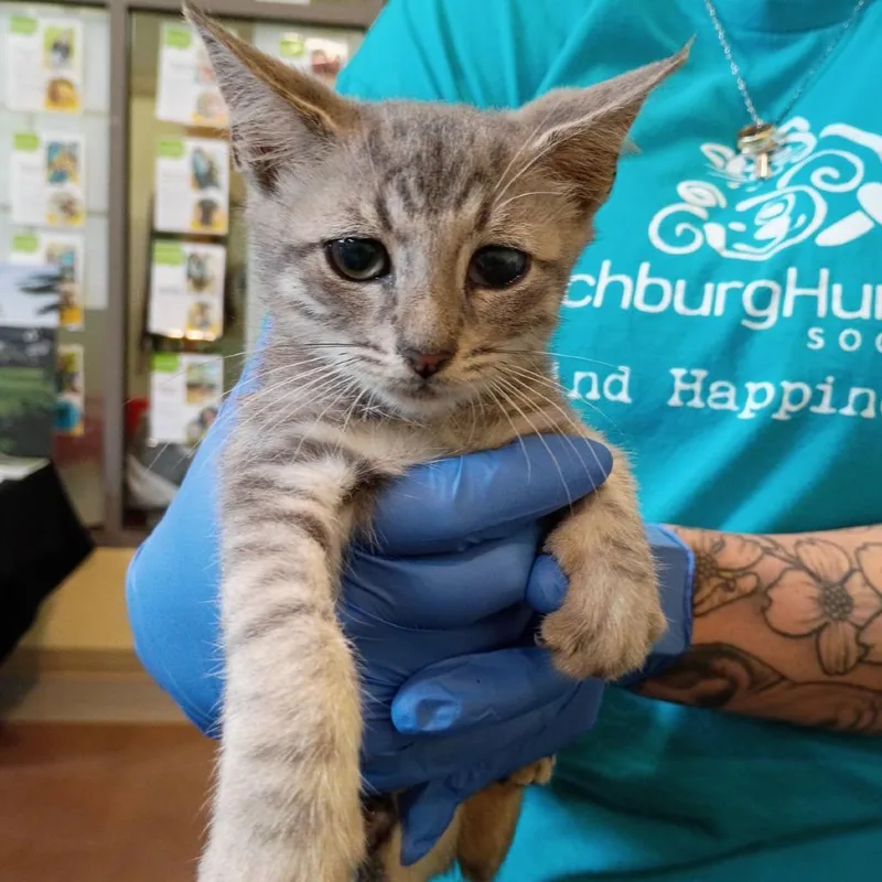 A baby small-sized female Gray / Blue / Silver Domestic Short Hair cat named Baez for adoption in Lynchburg, VA