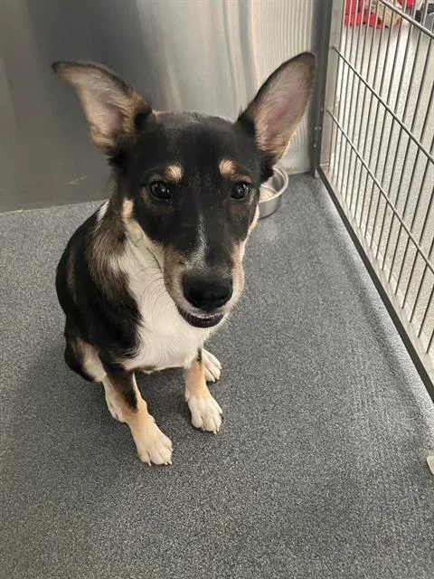 A young large-sized male Mixed Breed dog named Snickers for adoption in Dallas, TX