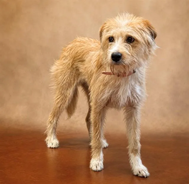 A young medium-sized female Border Terrier dog named Snuggles for adoption in Cookeville, TN